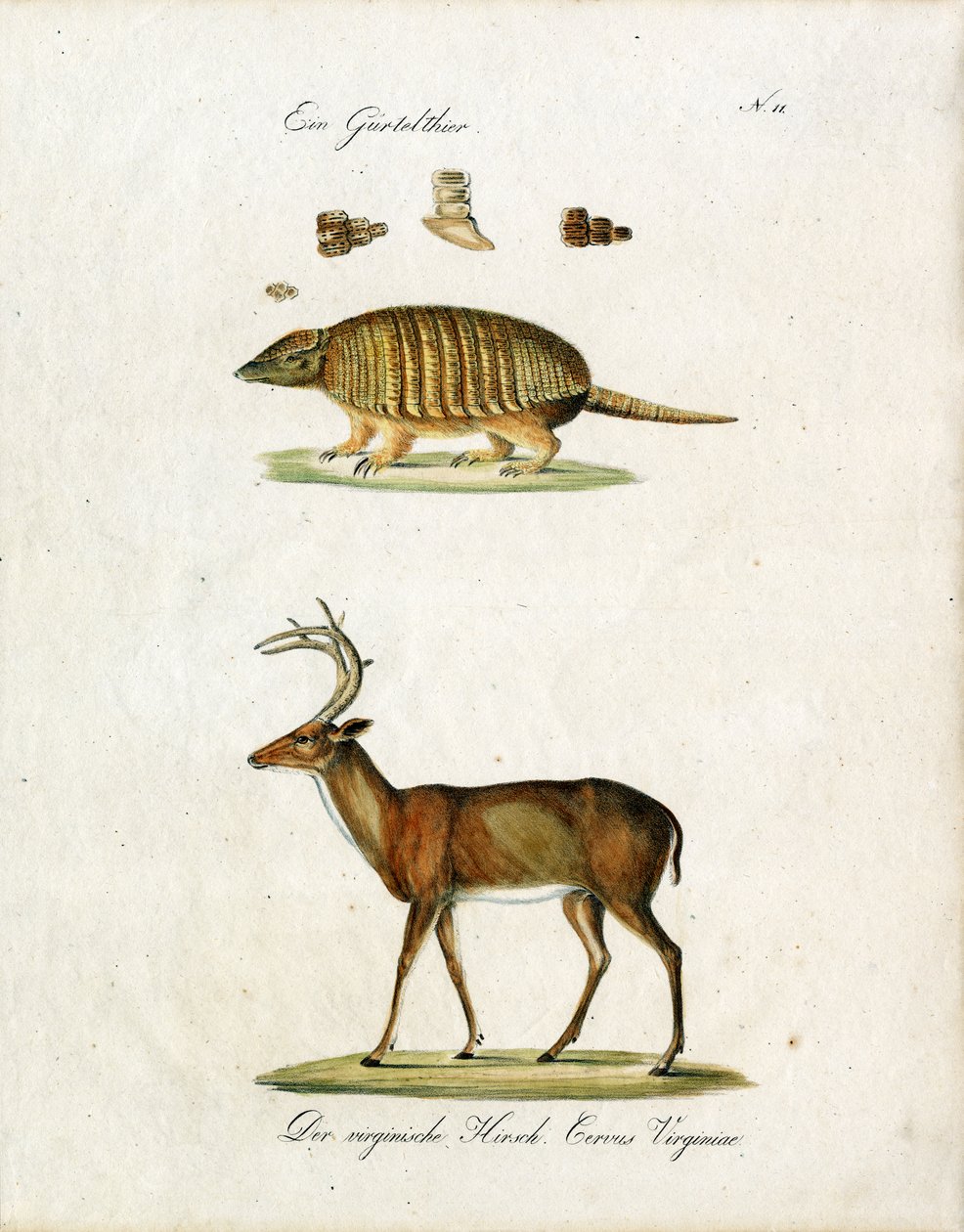 Tatou et cerf de Virginie (impression) - Karl Joseph Brodtmann