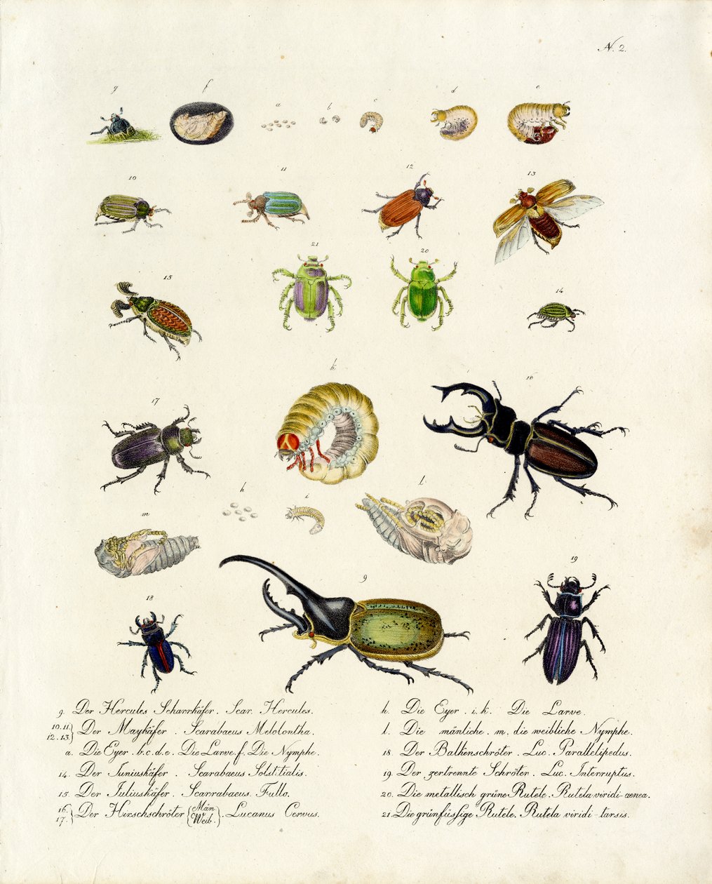 Diverses espèces de coléoptères et leurs stades de développement (imprimé) - Karl Joseph Brodtmann