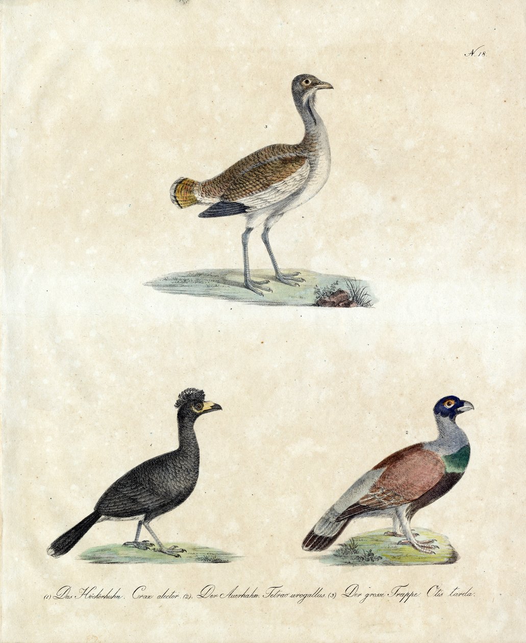 Oiseaux sauvages d