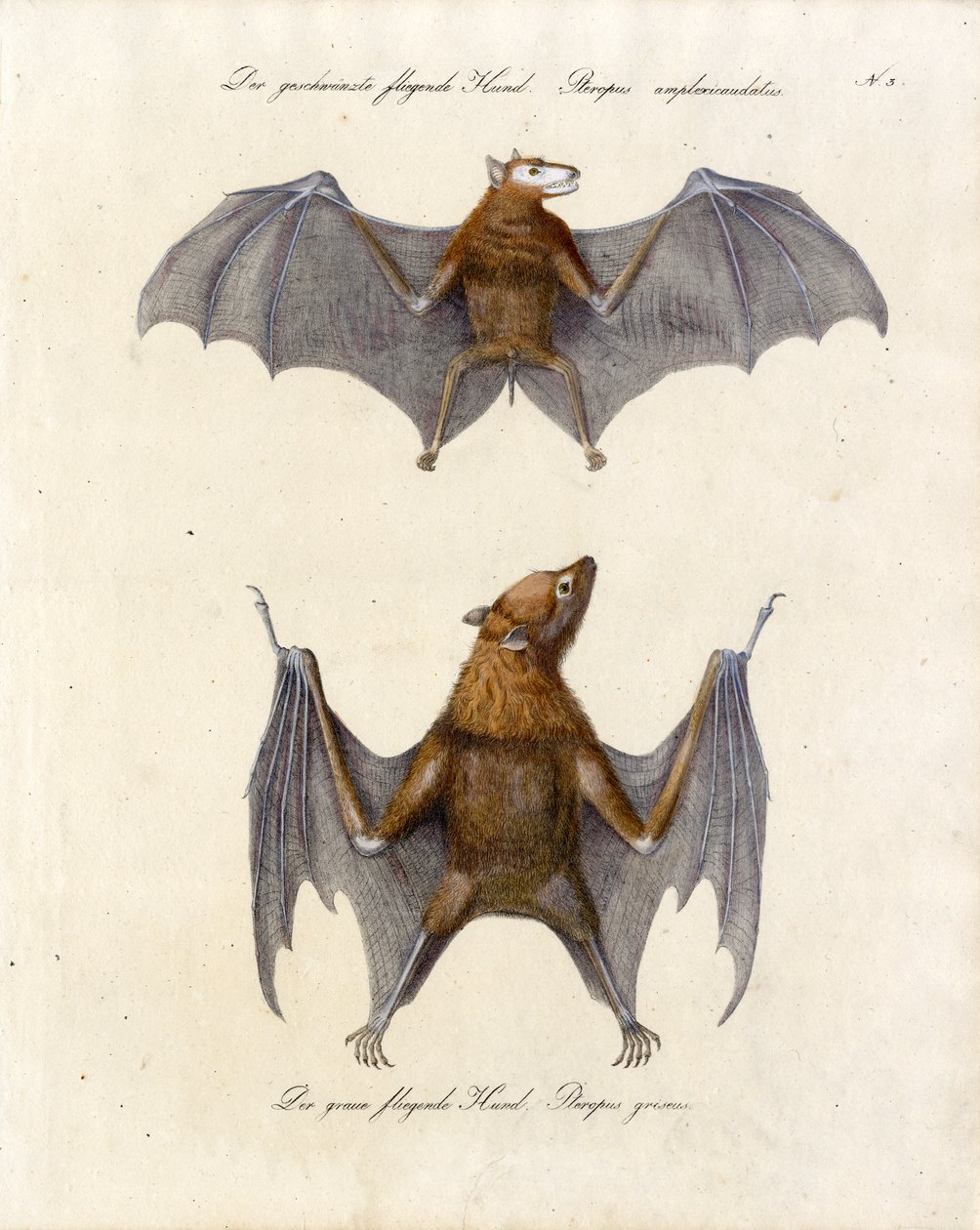 Renards volants (impression) - Karl Joseph Brodtmann