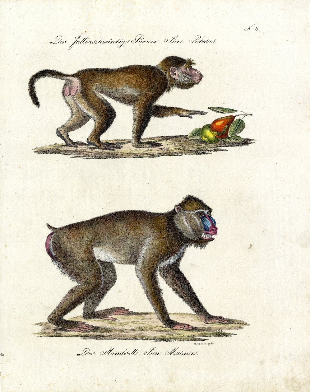 Hamadryas Baboon et Mandrill (impression) - Karl Joseph Brodtmann