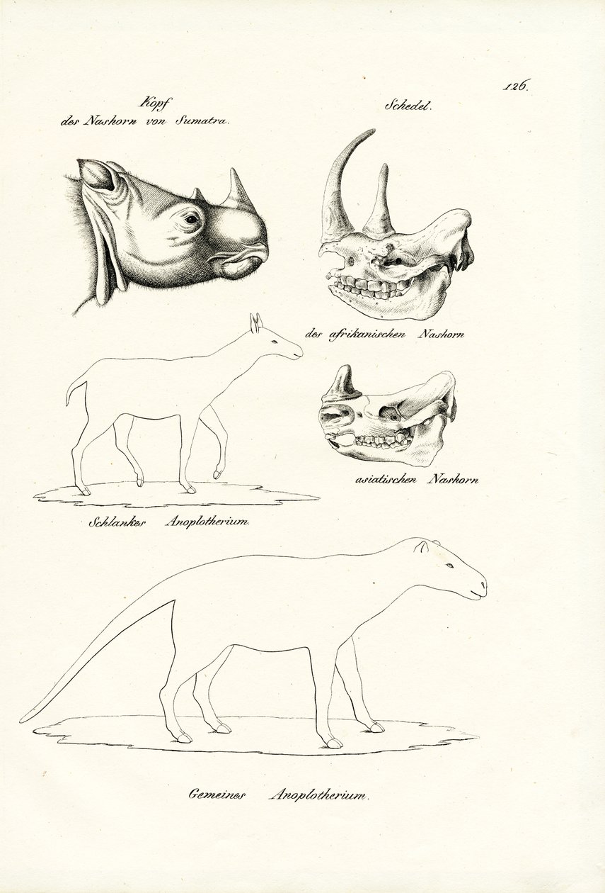 Tête de rhinocéros de Sumatra, 1824 - Karl Joseph Brodtmann
