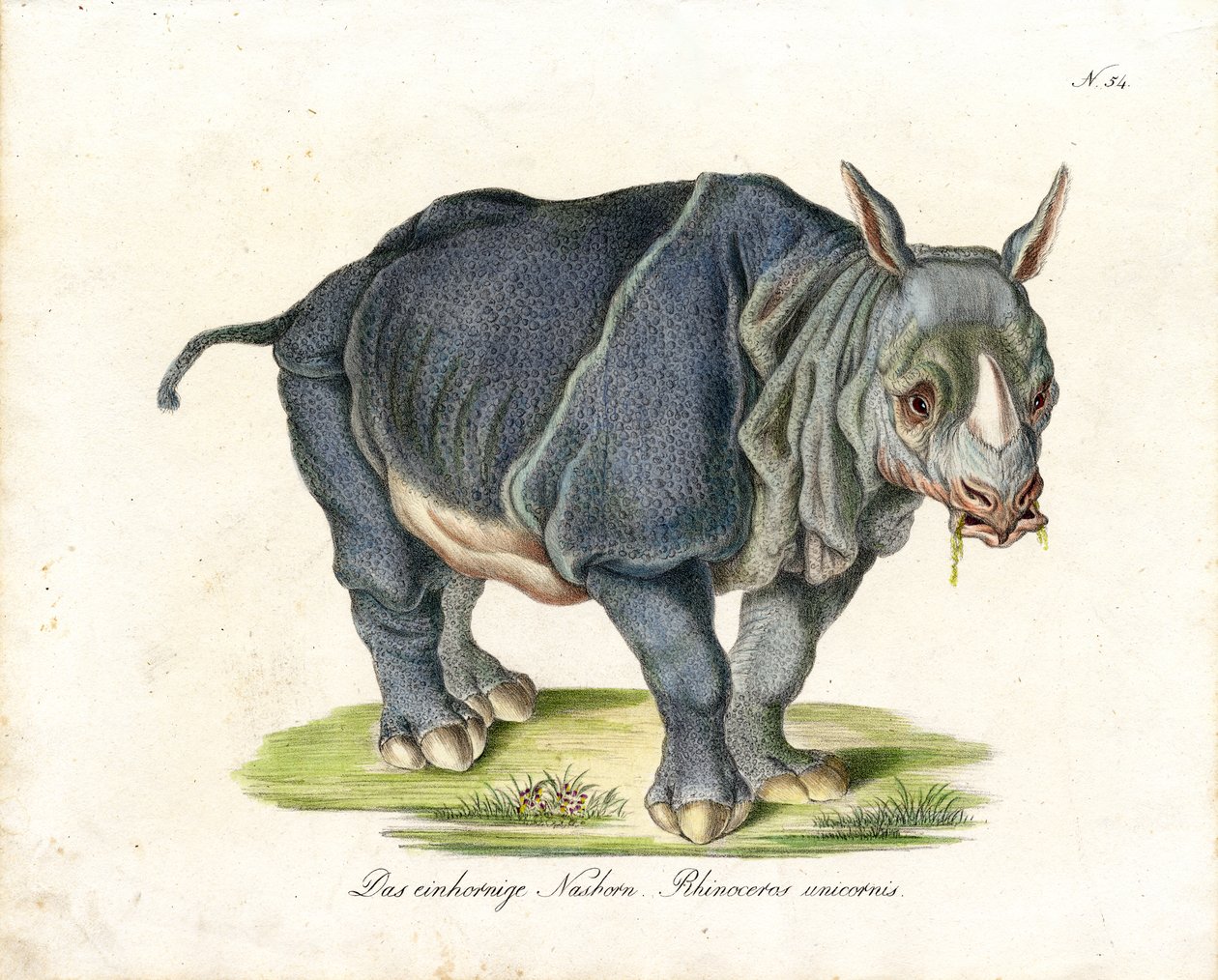 Rhinocéros indien (impression) - Karl Joseph Brodtmann