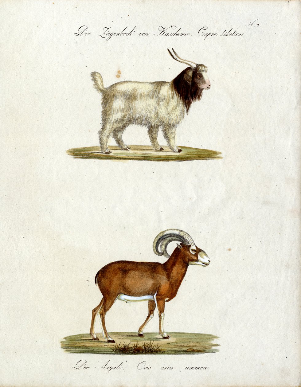 Chèvre du Cachemire et Mouflon (impression) - Karl Joseph Brodtmann