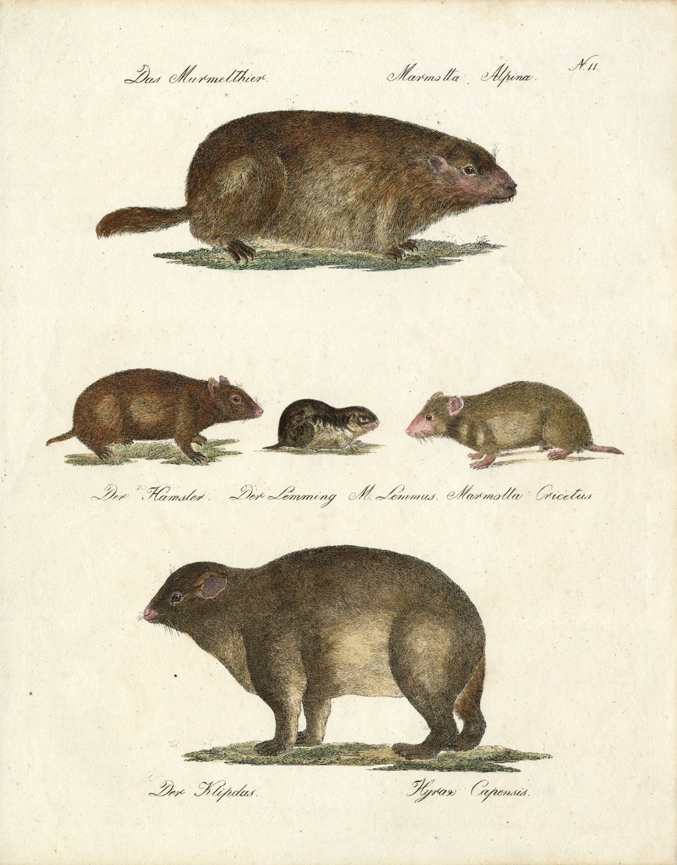 Marmotte et autres rongeurs (impression) - Karl Joseph Brodtmann