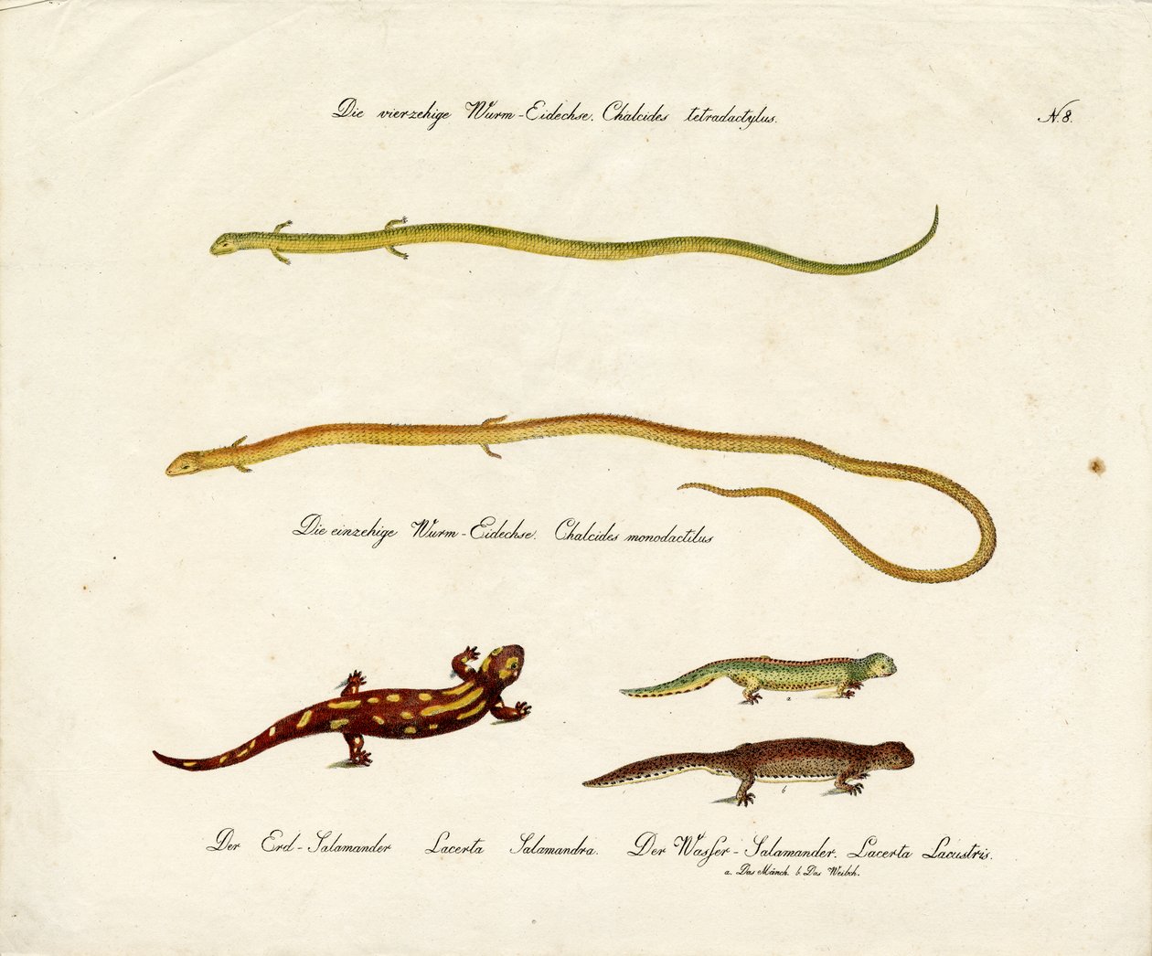 Salamandres et scinques (imprimé) - Karl Joseph Brodtmann