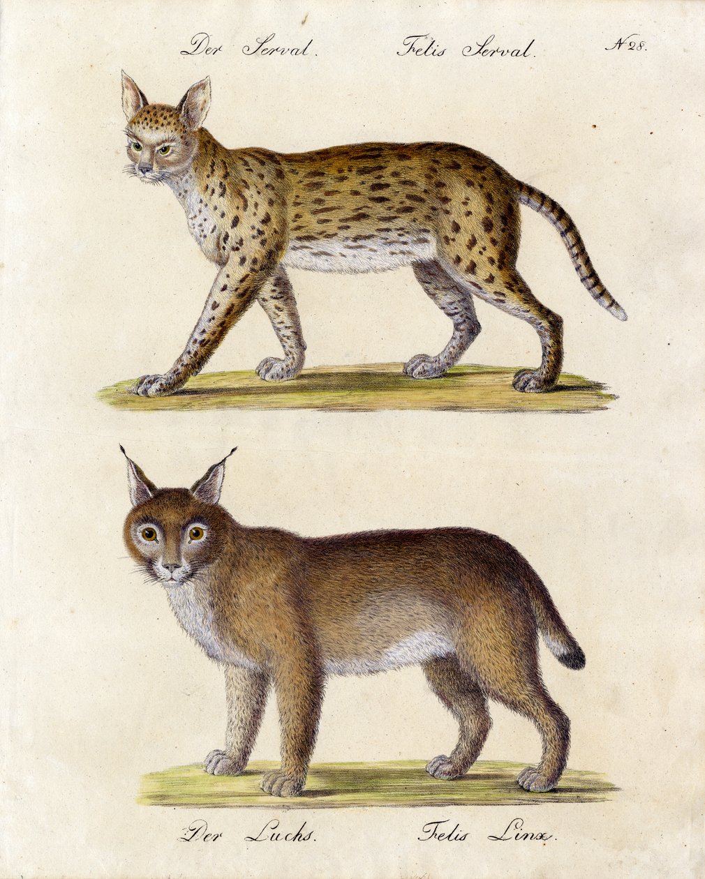 Serval et Lynx (impression) - Karl Joseph Brodtmann