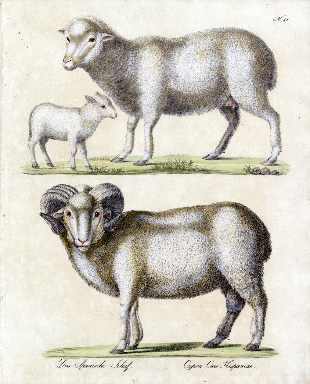 Mouton avec agneau et bélier (impression) - Karl Joseph Brodtmann