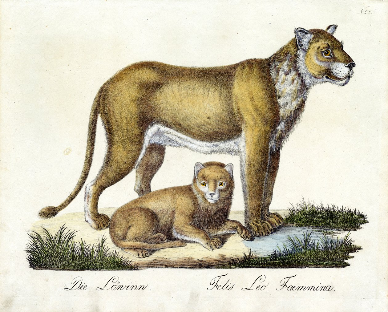 La lionne et son petit (impression) - Karl Joseph Brodtmann