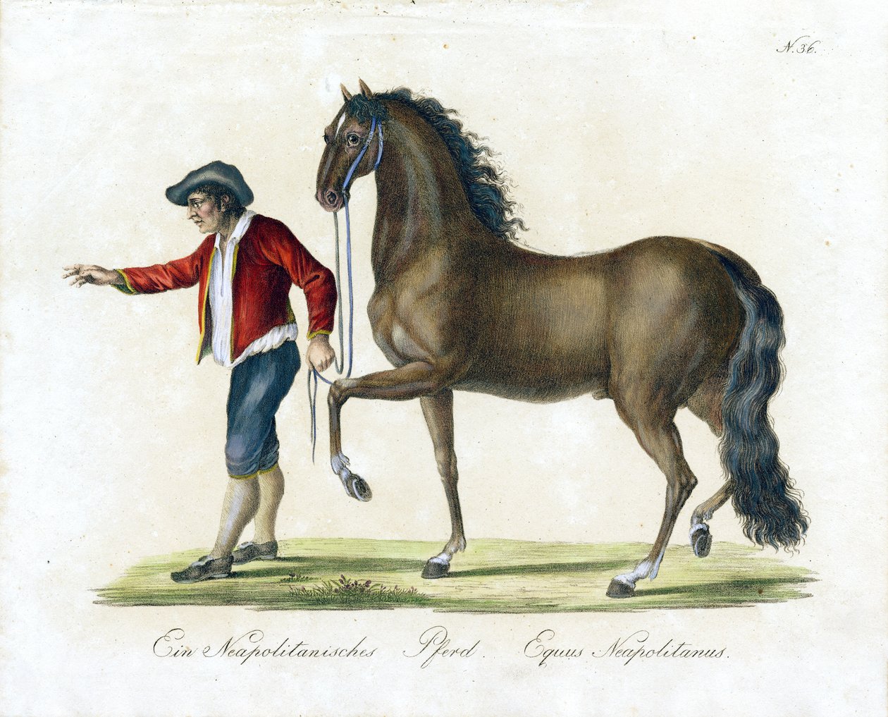 Le cheval napolitain (impression) - Karl Joseph Brodtmann
