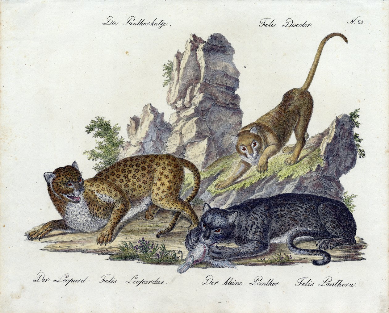 Le chat panthère avec le léopard et la petite panthère (imprimé) - Karl Joseph Brodtmann