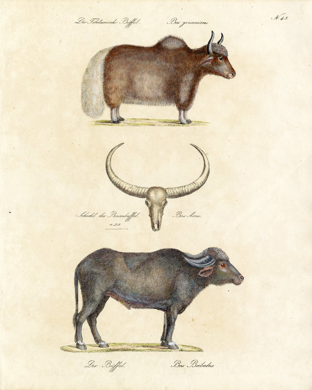 Diverses espèces de buffles (impression) - Karl Joseph Brodtmann