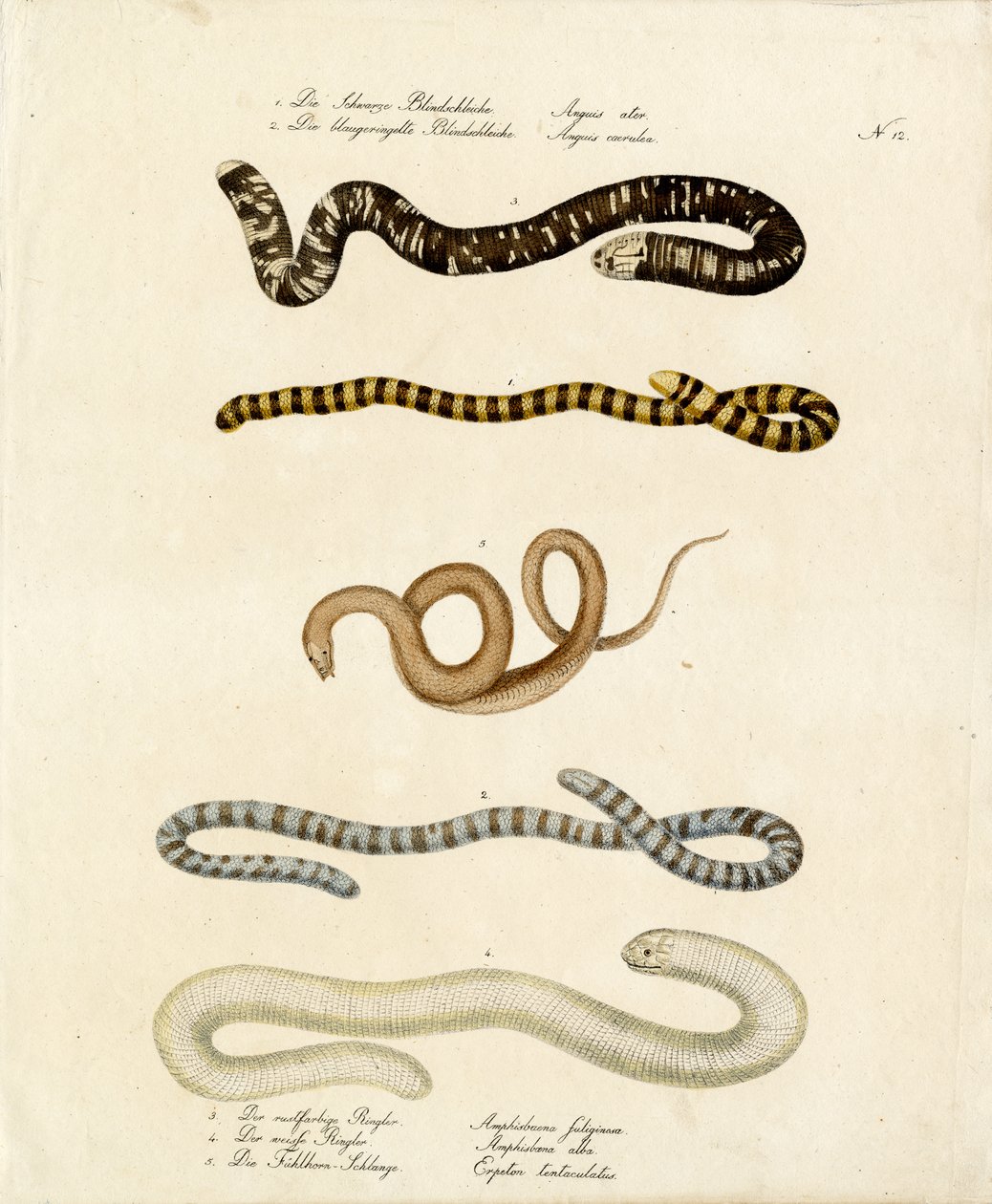 Divers vers lents et serpents colubridés (imprimé) - Karl Joseph Brodtmann