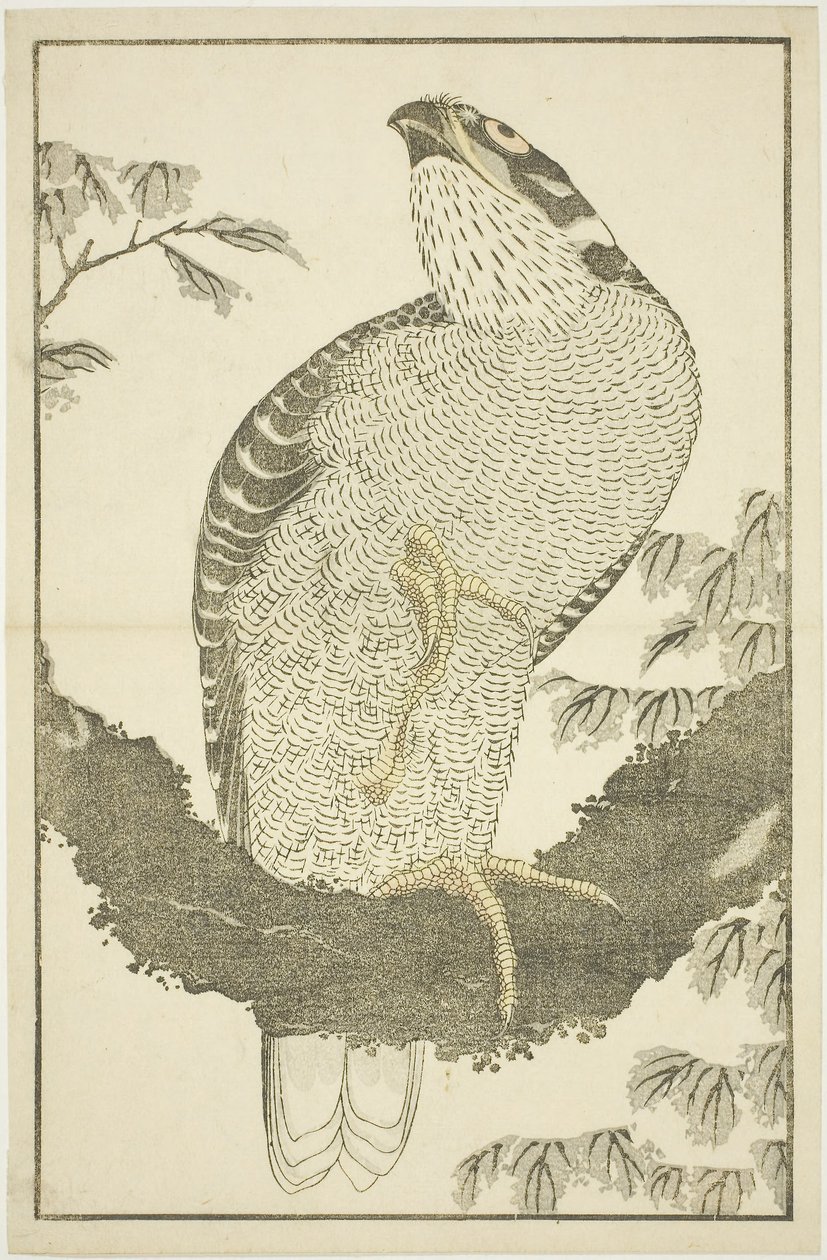 Faucon, du Livre d