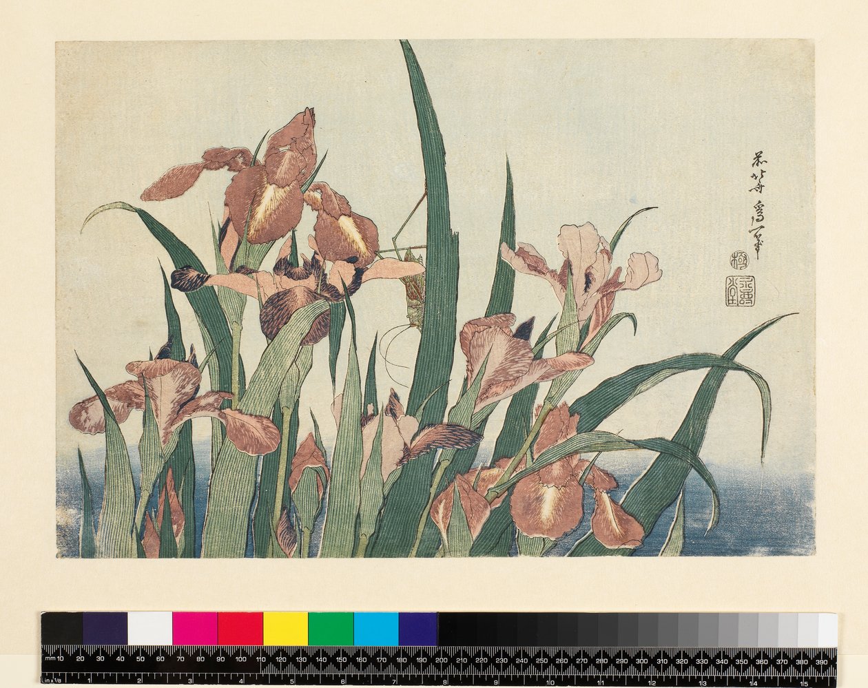 Iris et sauterelle, publié par Nishimura Eijudo, vers 1832 (yoko-e - format horizontal, estampe sur bois en couleur) - Katsushika Hokusai