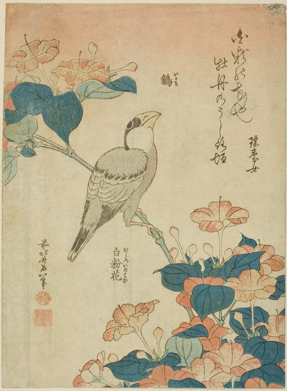 Gros-bec japonais et Merveille du Pérou (Ikaru, oshiroi no hana), d