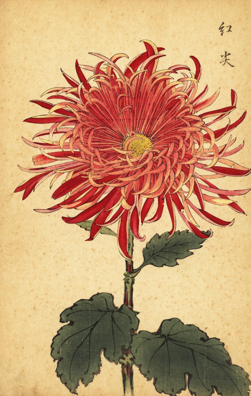 Chrysanthème hybride rose et cramoisi, 1893 - Keika Hasegawa