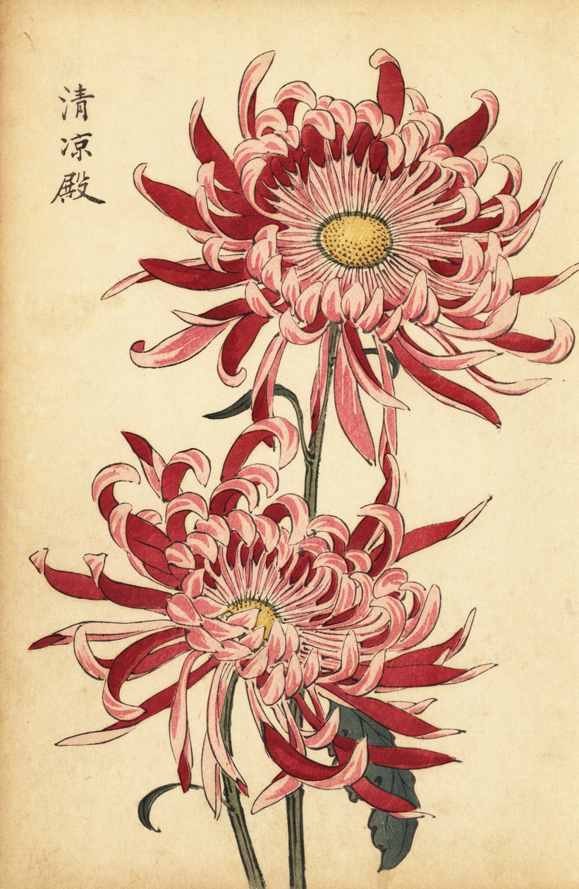 Chrysanthème hybride rose et écarlate (gravure) - Keika Hasegawa