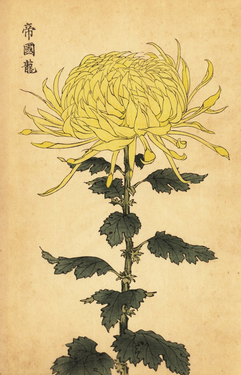 Chrysanthème hybride jaune - Keika Hasegawa