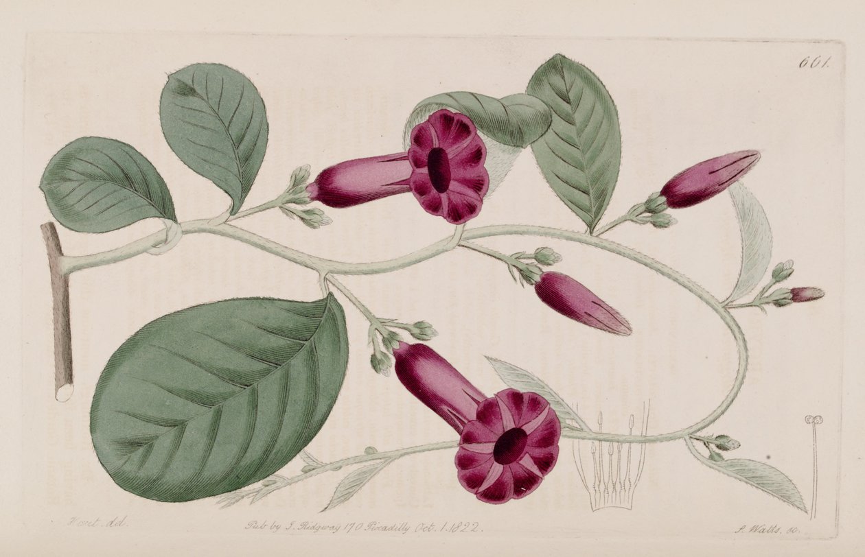 Argyreia cuneata - Ker Gawler
