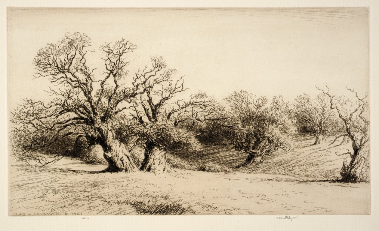 Chênes à Windsor Park - Kerr Eby