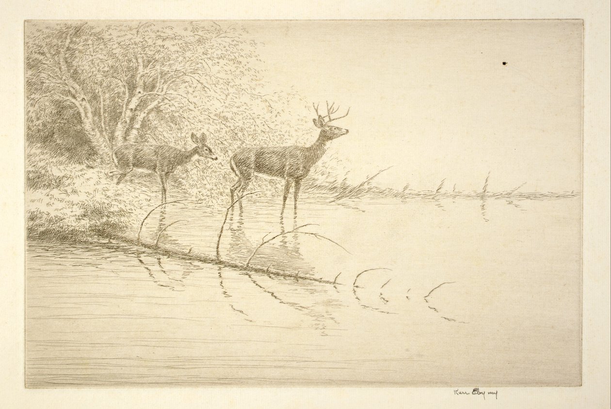 Des cerfs à queue blanche au petit matin - Kerr Eby