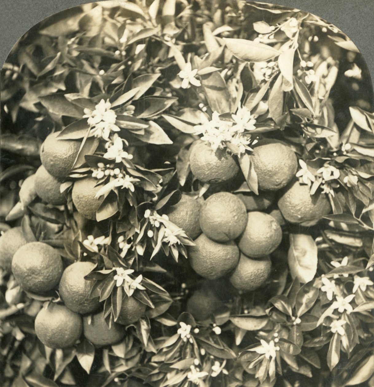 Fleurs d