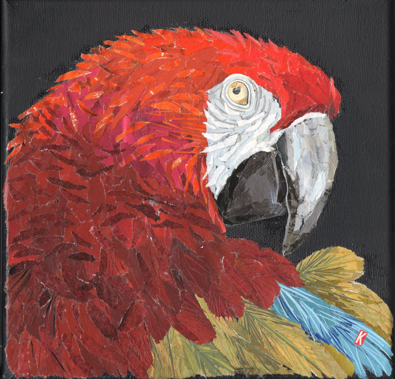 Ara rouge - Kirstie Adamson
