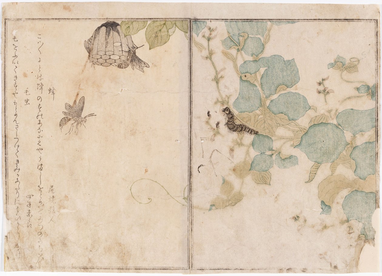 Les chenilles et les abeilles - Kitagawa Utamaro