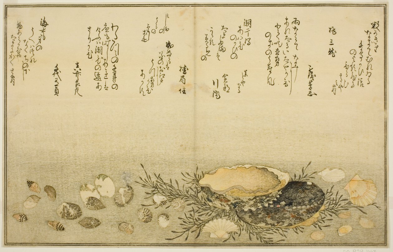 Chidori-gai, itaya-gai, awabi, utsuse-gai, asari-gai, et monoara-gai, du livre illustré "Cadeaux de la marée descendante (Shiohi no tsuto)" - Kitagawa Utamaro