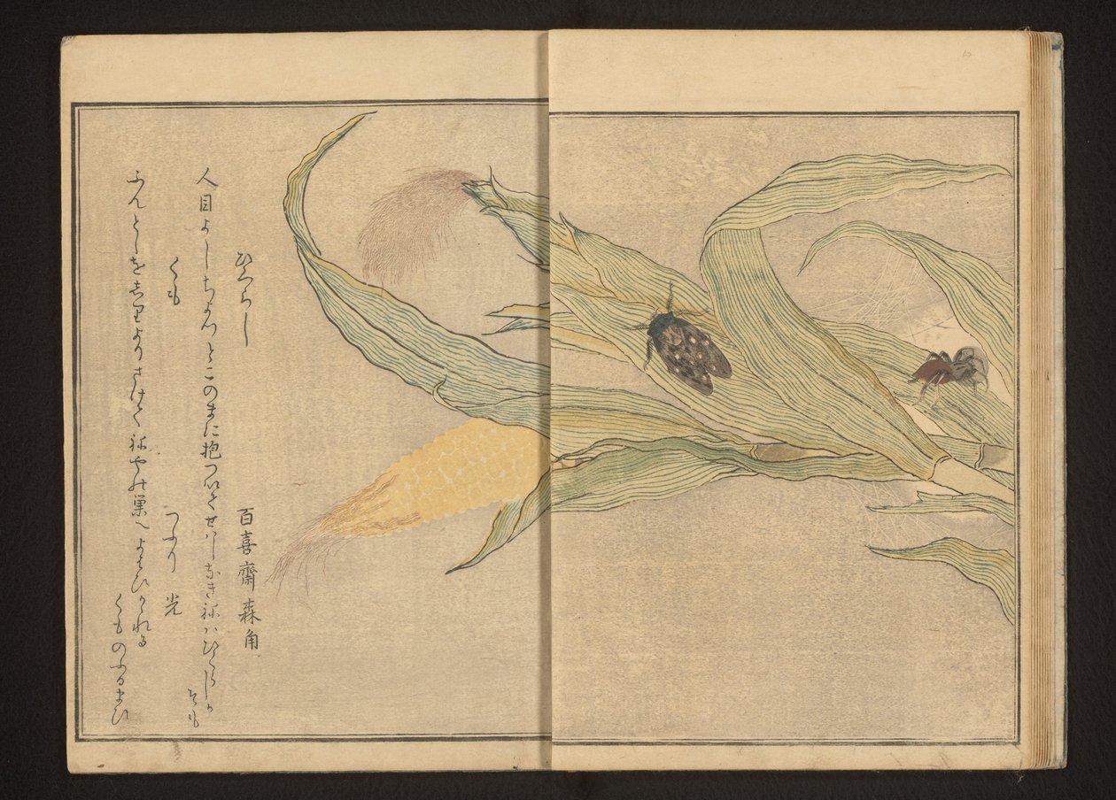 Cigale et araignée sur du maïs - Kitagawa Utamaro