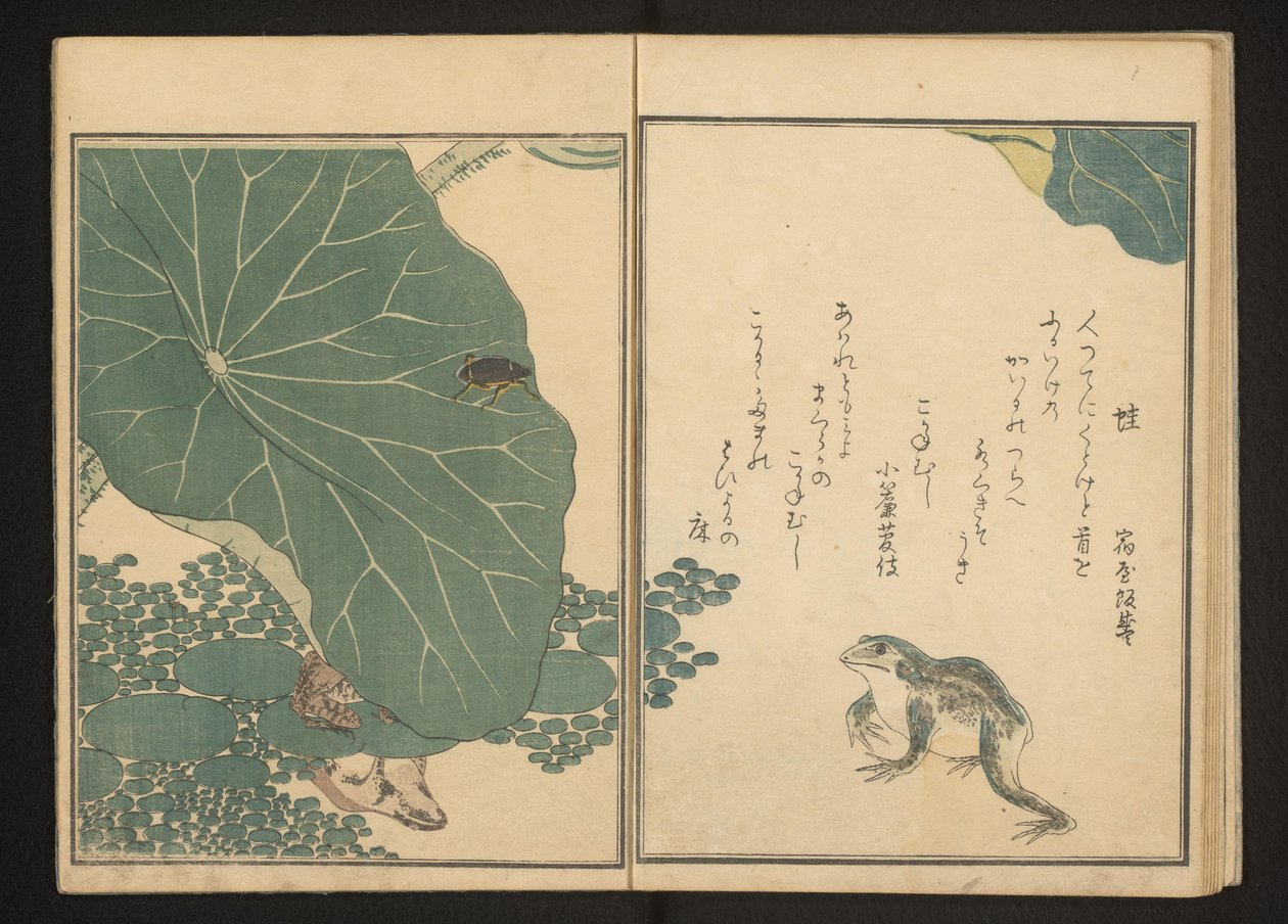 Grenouilles et scarabée doré près du lotus - Kitagawa Utamaro