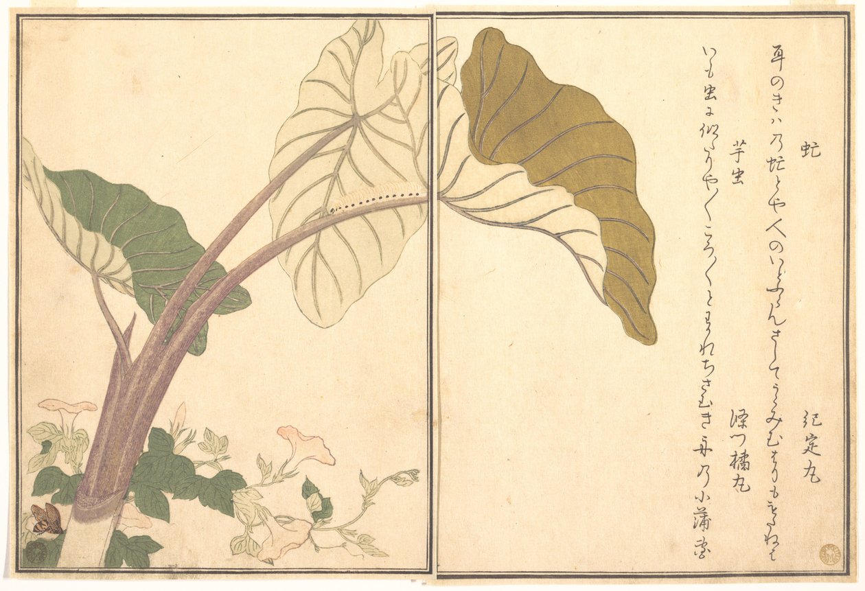 Taon (abu) ; chenille verte, imomushi, tiré du Livre illustré des créatures rampantes (Ehon mushi erami) - Kitagawa Utamaro