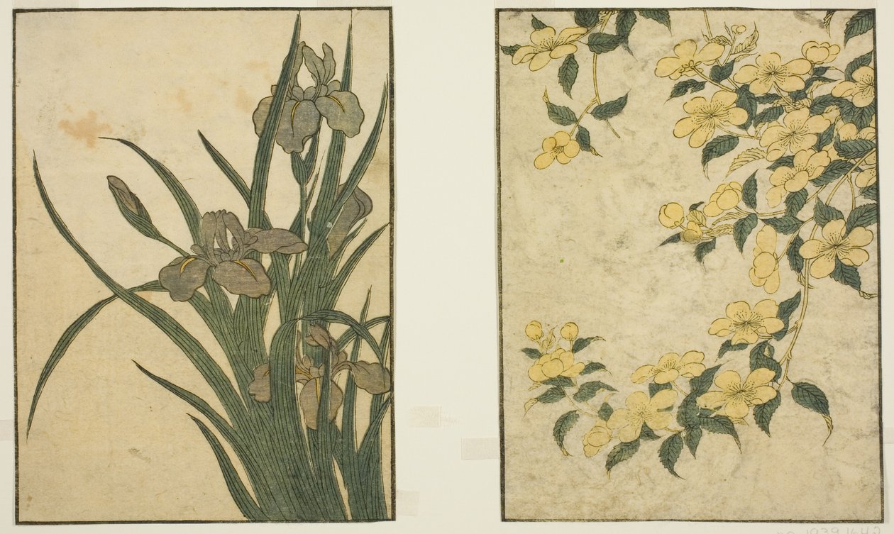 Kerria et Iris, du livre illustré "Livre d