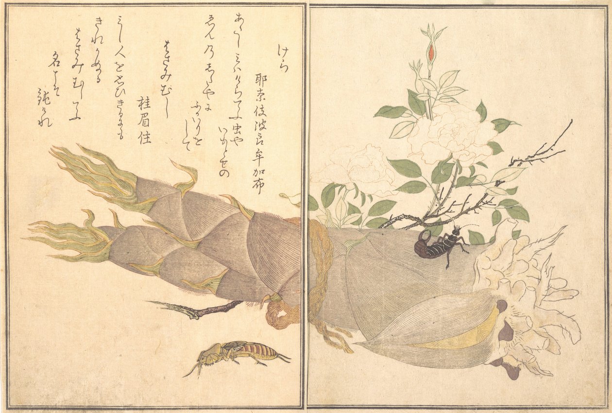 Grillon-taupe Kera, perce-oreille, Hasami-mushi..., 1788 - Kitagawa Utamaro