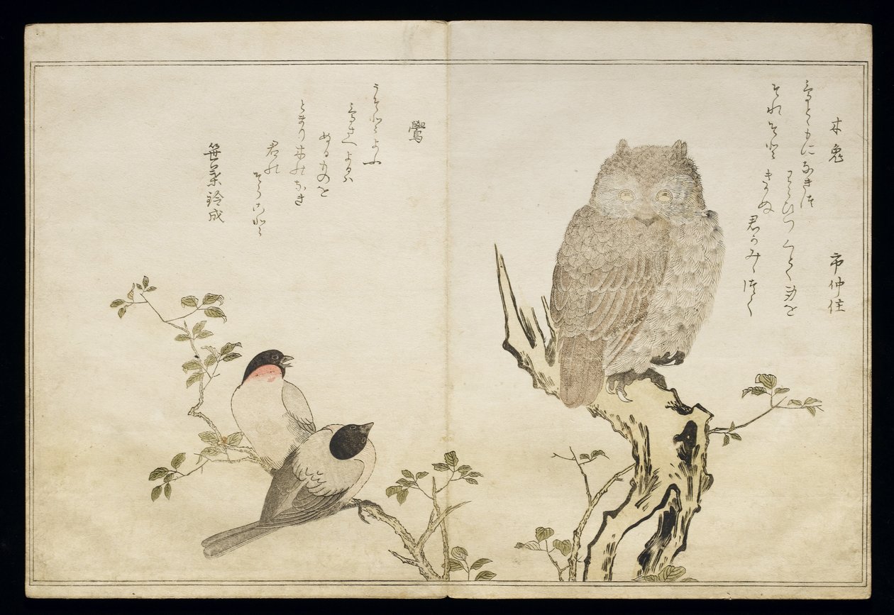 Un hibou et deux bouvreuils orientaux, d