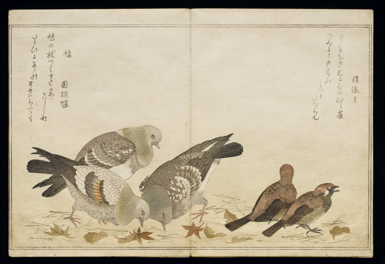 Trois pigeons et deux pinsons, d