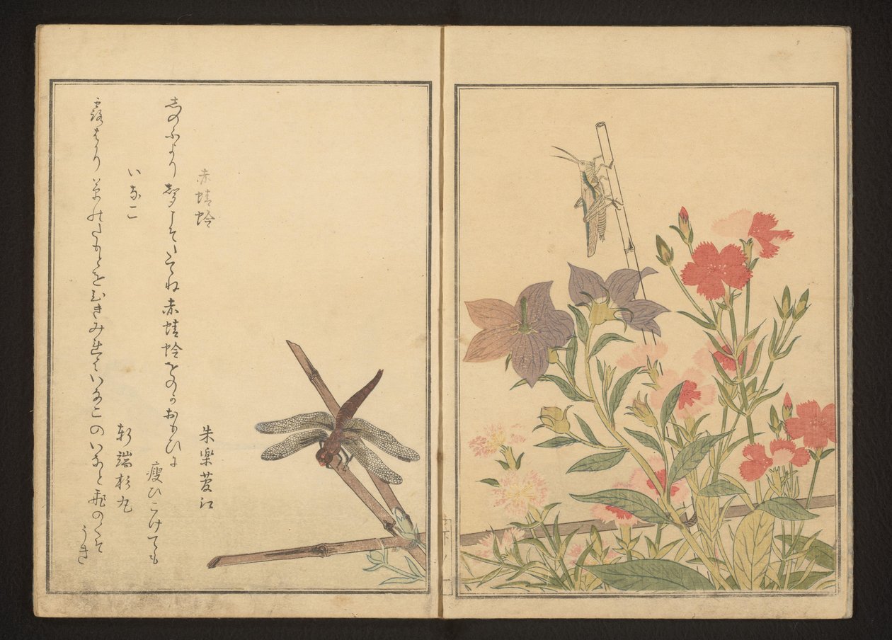 Libellule rouge et sauterelle par des œillets - Kitagawa Utamaro