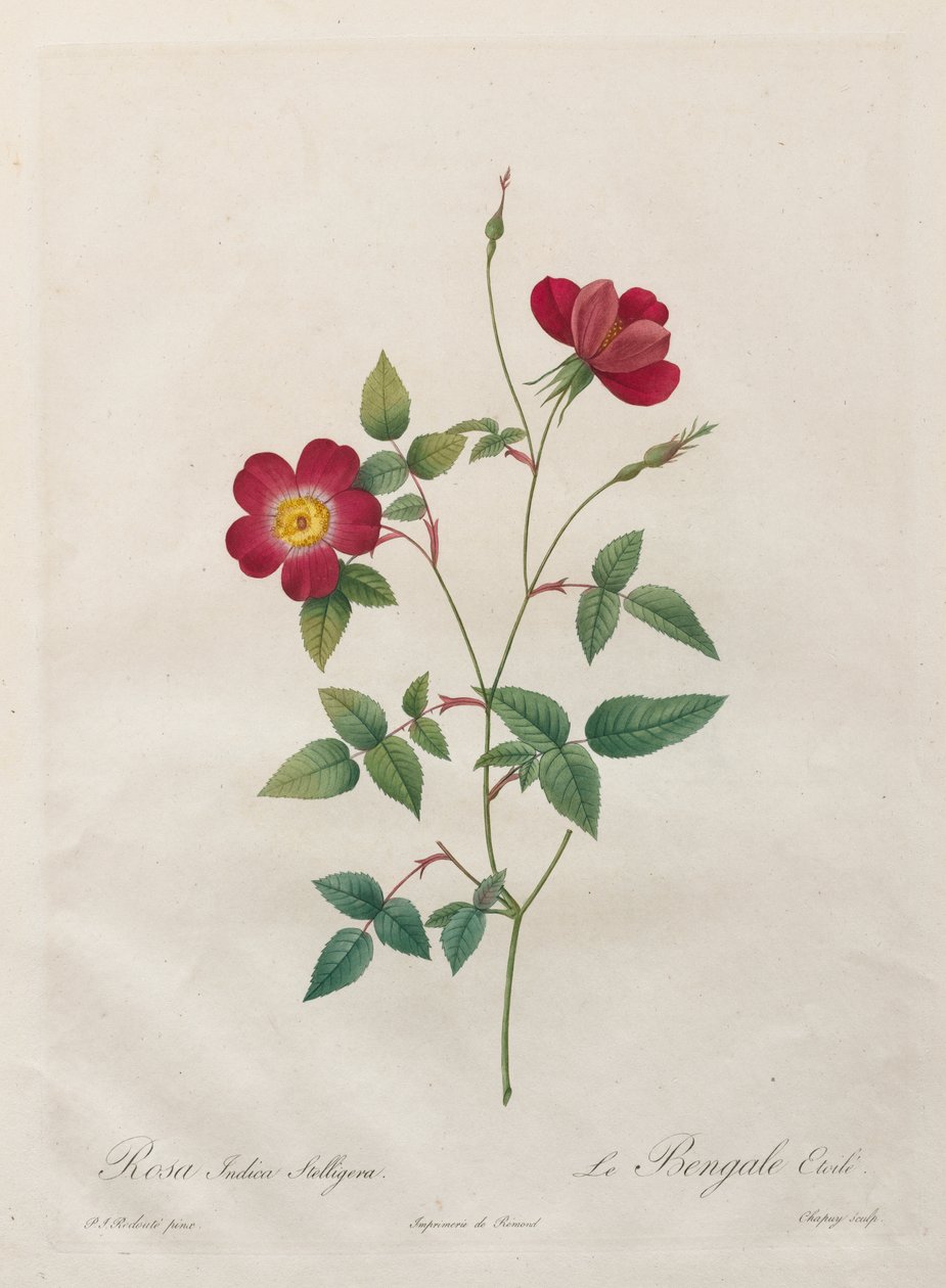 Rosa Indica Stelligera - Kitagawa Utamaro