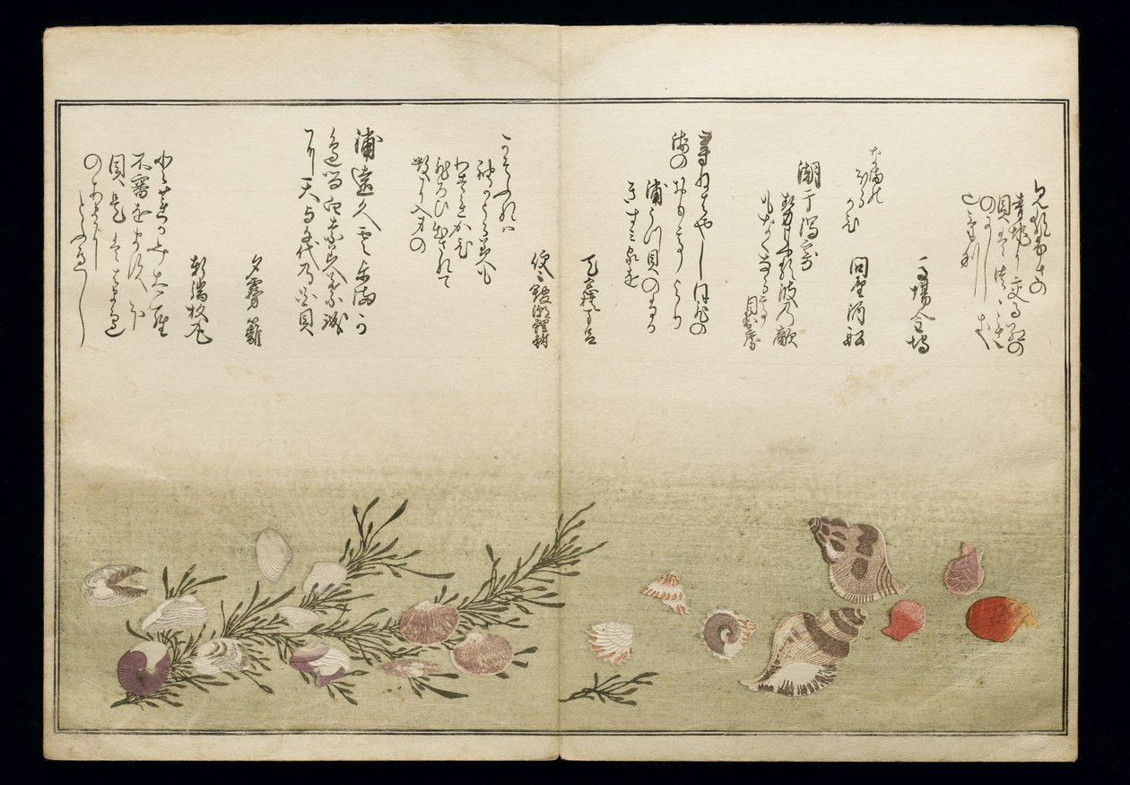 Shiohi no tsuto (Cadeaux de la marée descendante), connu sous le nom de Livre des coquillages, 1789 - Kitagawa Utamaro