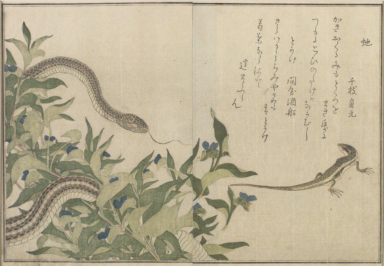 Serpent et lézard, 1788 - Kitagawa Utamaro