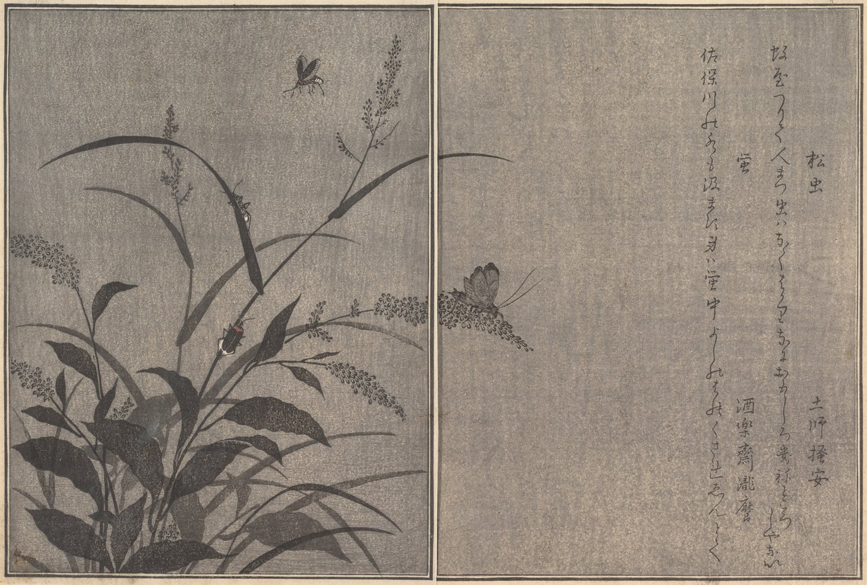 Grillon des arbres Matsumushi, Luciole Hotaru..., 1788 - Kitagawa Utamaro