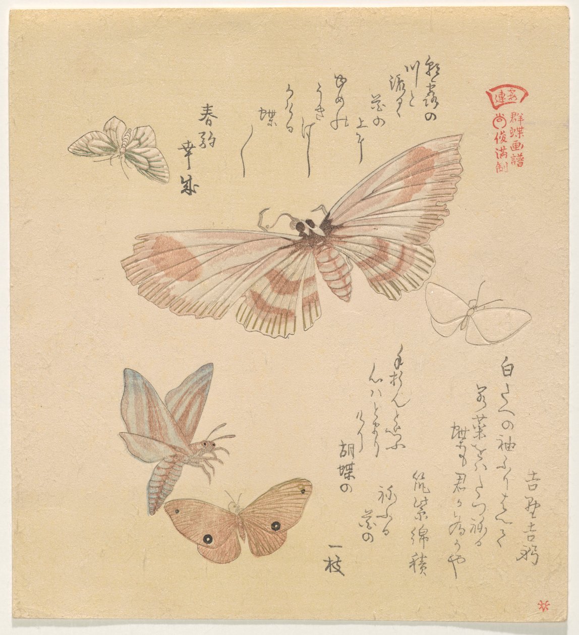 Papillons et mites, de la série Un vol de papillons (Gunchō Gafu) - Kubo Shunman