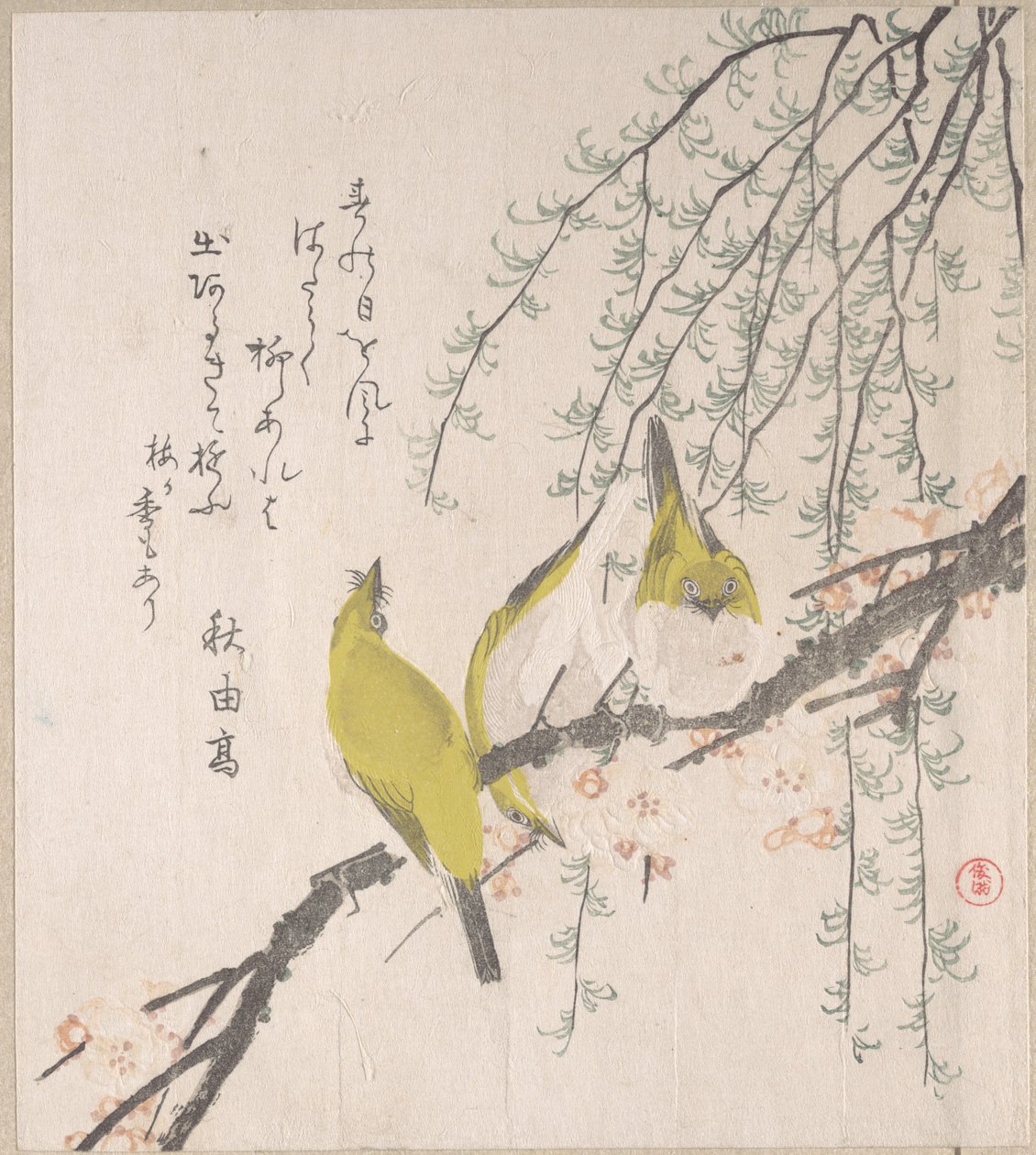 Des oeillets blancs japonais avec un prunier et un saule, tiré de l