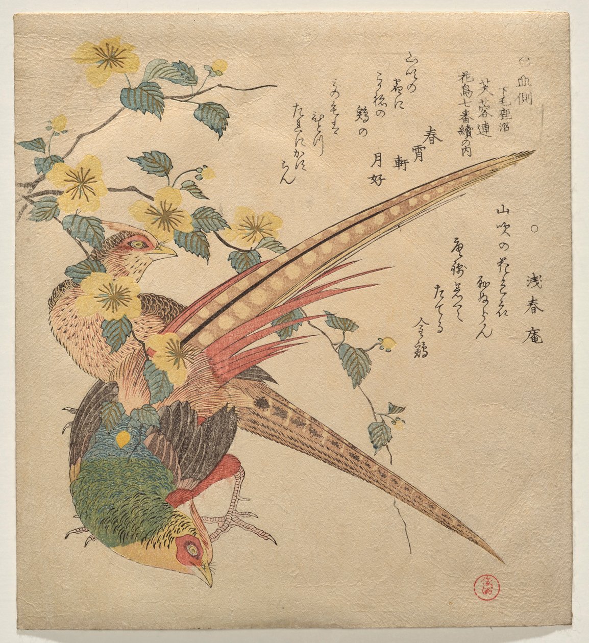 Paire de faisans chinois et une branche de fleurs de yamabuki - Kubo Shunman