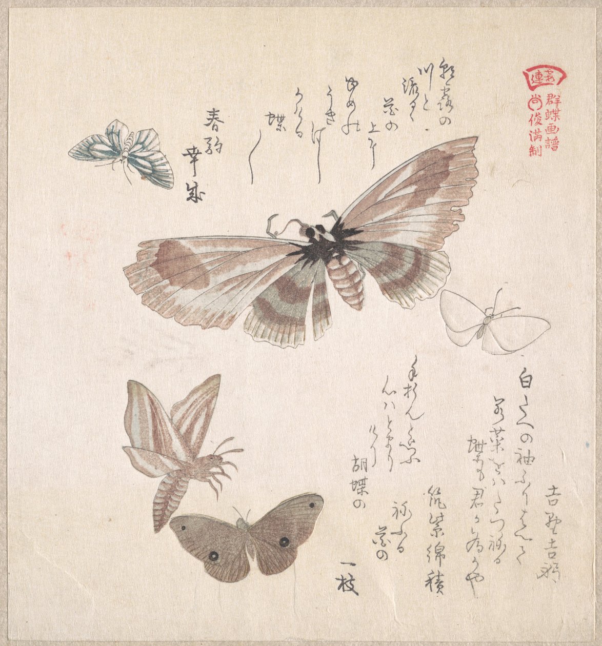 Divers papillons de nuit et papillons - Kubo Shunman