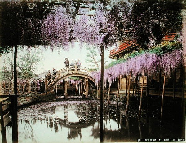 Glycine à Kameido, Tokyo - Kusakabe (attr. to) Kimbei