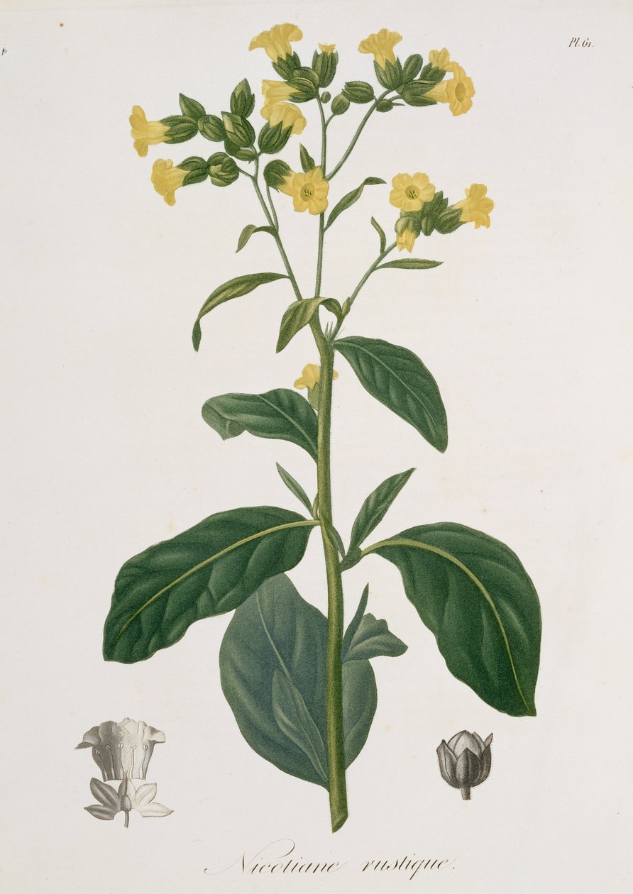 Nicotiana de 