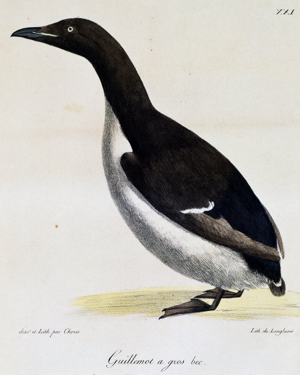Guillemot de Brünnich, de Voyage pittoresque autour du monde - Langlume Langlume