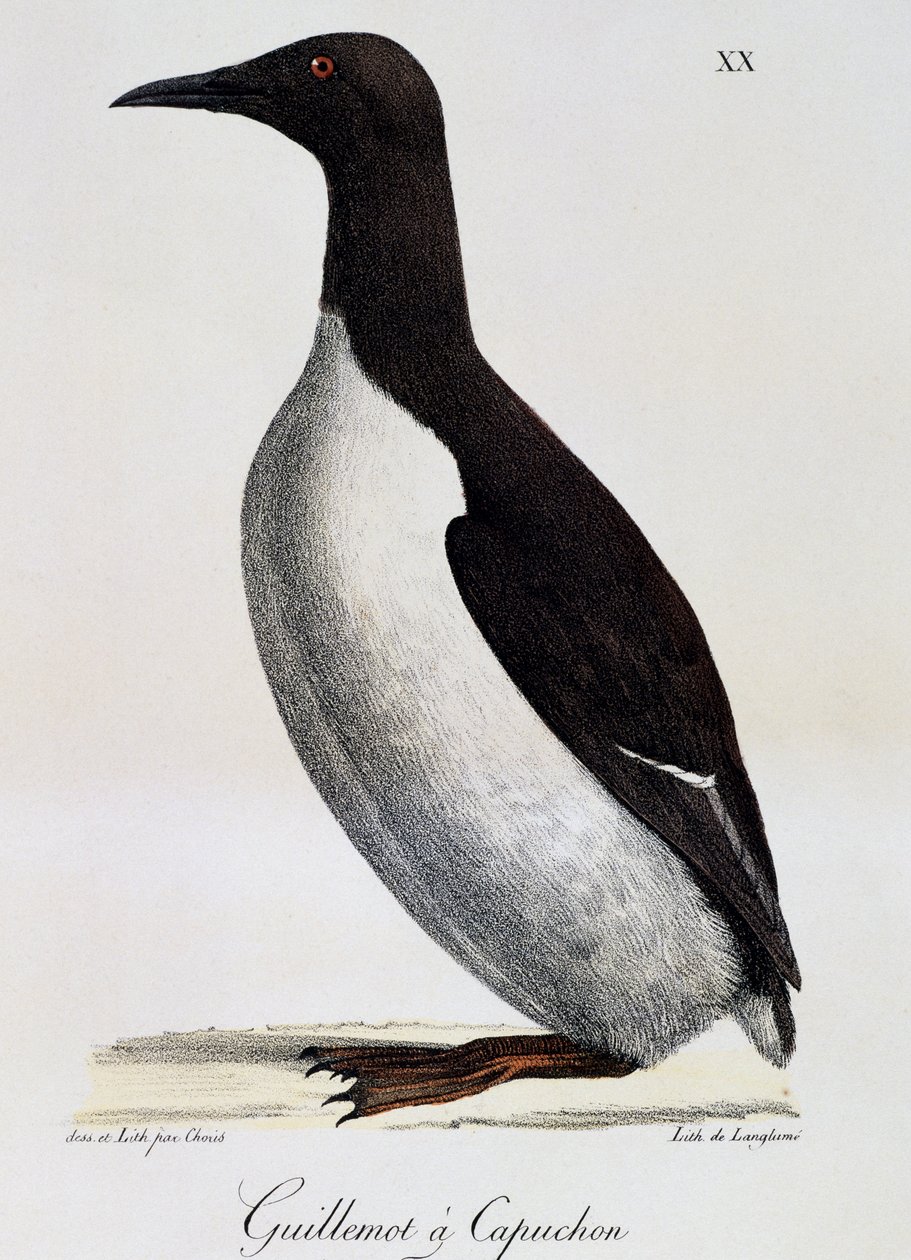 Guillemot de Troïl (Uria aalge), de "Voyage pittoresque autour du monde" - Langlume Langlume